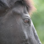 馬の写真